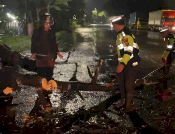 Polsek Balongbendo Evakuasi Pohon Tumbang, Arus Lalu Lintas Kembali Lancar